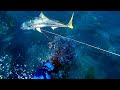 Spearfishing Trip!!! the Gear Prep... the Fish... the Tag and Release! (IZS Ep.25)