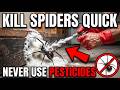 UNSPOKEN Spider Tricks Every 1950s Homeowner Knew (That Kept Every Spider Out Without Chemicals)