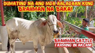 MGA ALAGAIN FROM BATANGAS DUMATING NA! | BRAHMAN CATTLE FARMING IN AKLAN | SOLLE'S GANDANG BUHAY