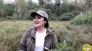 видео: САБЕЛЬНИК БОЛОТНЫЙ, часть #1 картинка: САБЕЛЬНИК БОЛОТНЫЙ, часть #1