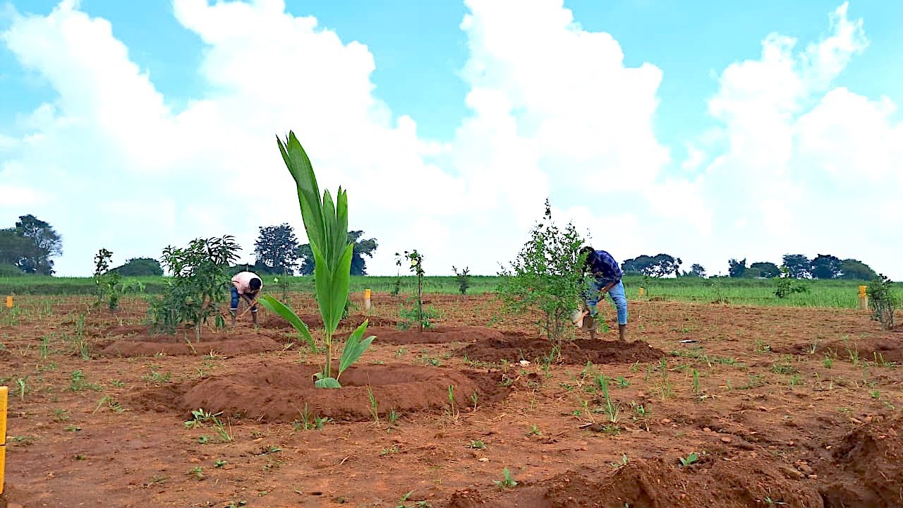 Managed Farmland Around Bangalore Quarter Acre Managed Farms In Managed Farmland Around Bangalore Quarter Acre Managed Farms In
