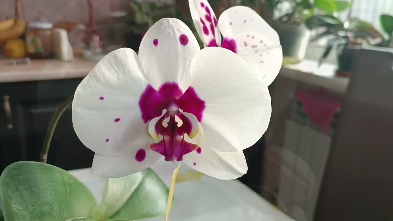 Зимнее цветение новинок🌺порадовали новые сорта