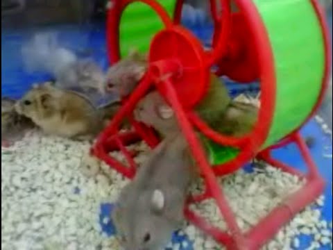  Lucu Hewan  Peliharaan Hamster  Olahraga Rebutan Roda 