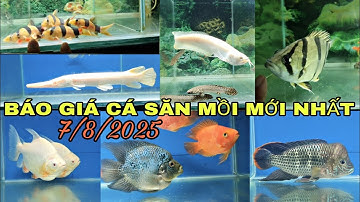 BÁO GIÁ CÁ SĂN MỒI MỚI NHẤT 7/8/2025.
