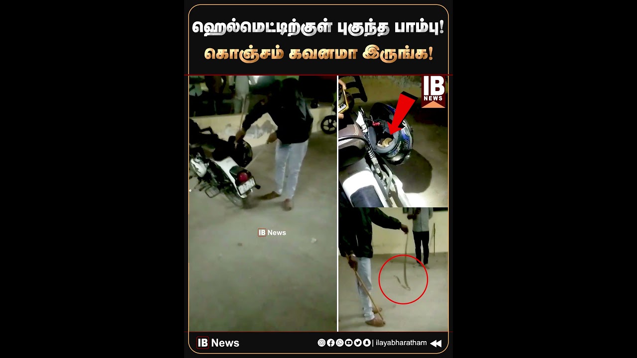 ஹெல்மெட்டிற்குள் புகுந்த நல்ல பாம்பு.. கொஞ்சம் கவனமா இருங்க! | Snake | Viral Video | Snake Video |