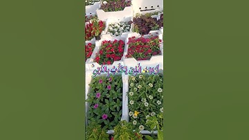 #سورة_الماعون #اكسبلور #القزابري #duet #المصحف #تيك_توك #لايك #دحمان #دويتو