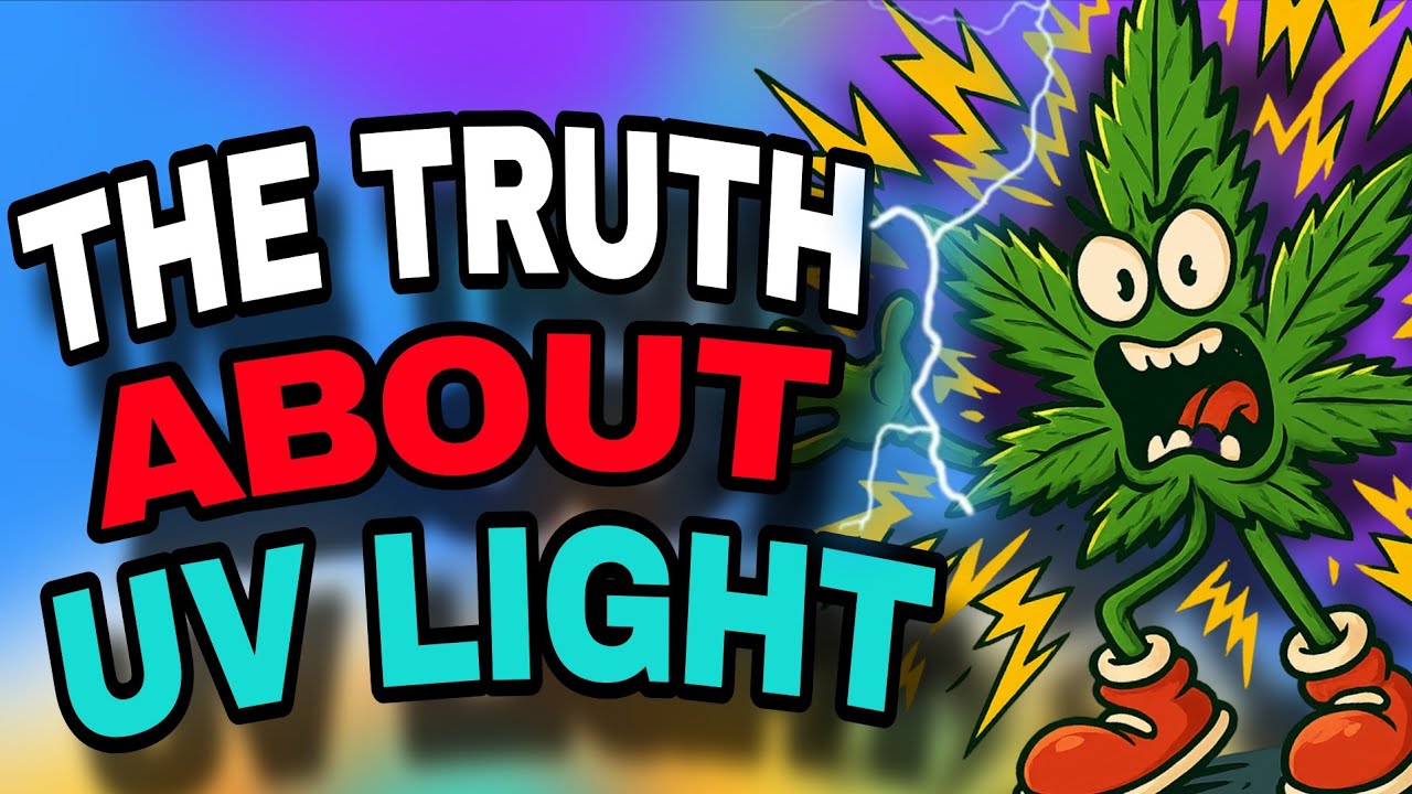 UV Light in Cannabis Grows: The Secret to Stronger Bud?