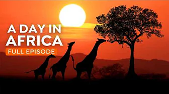 Africa in 4K: A Day in the Life of African Animals | Wildlife Documentary