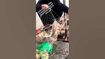 Cá Úc Khủng Hàng Hiếm Sa Lưới | Anh Em Tôi #luoicua #fishing