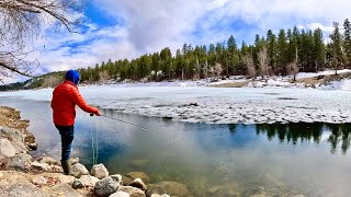 Trout Fishing & SOLO Camping! (Surrounded by COYOTES at Night!!!)