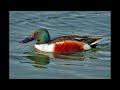Shoveler Bird Sound