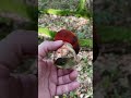 🍄Pilzfieber: Der Flockenstielige Hexen-Röhrling 🍄 | Survival | #pilzesammeln  |  ThommyPicardillio