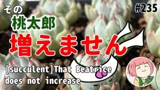 235【多肉植物】桃太郎特集！葉挿し・胴切りメリット⭕デメリット❌増やしたい方