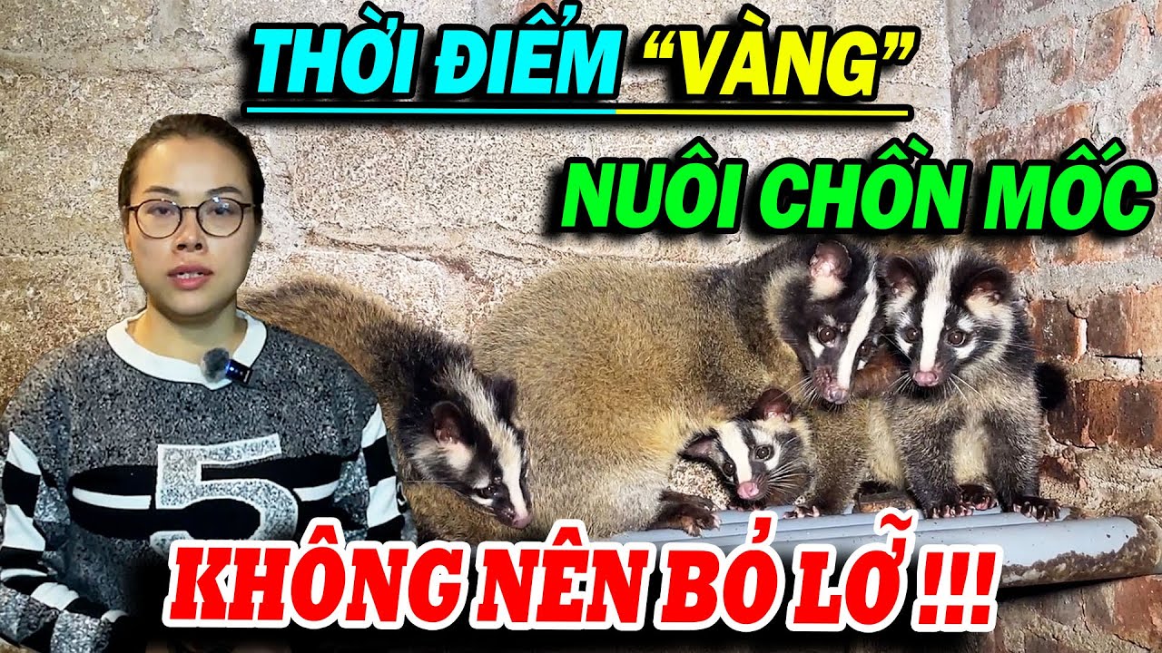 NÔNG TRẠI PHÚ THỌ BẬT MÍ THỜI ĐIỂM “VÀNG” ĐỂ CHĂN NUÔI CHỒN MỐC! KHÔNG NÊN BỎ LỠ! | ĐI LÊN TỪ LÀNG