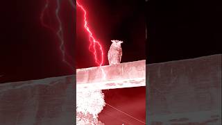 Transformasi Buffy Fish Owl. #buffy #buffyfishowl #burunghantu