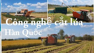 Thu hoạch lúa ở Hàn Quốc, máy cắt lúa nhanh như chớp,철원오대쌀 수확