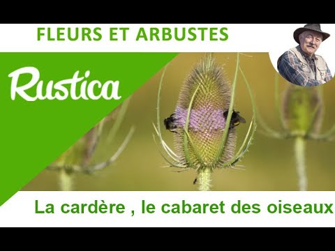 Vidéo: Cardère