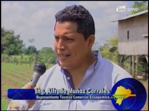 Ecuador Agropecuario 24-01-2018