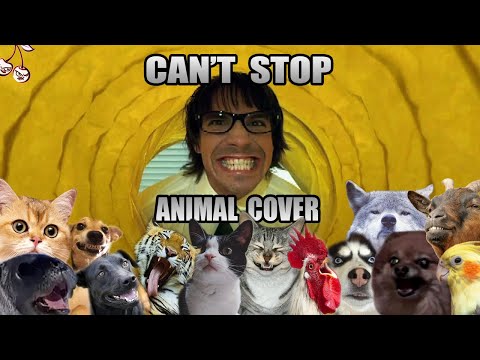 Red Hot Chili Peppers - Cant Stop Animal Cover