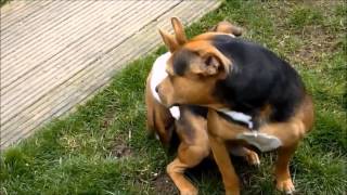 СМЕШНЫЕ ЖИВОТНЫЕ!!! FUNNY ANIMALS!!! СМЕШНЫЕ ЖИВОТНЫЕ!!! FUNNY ANIMALS!!!