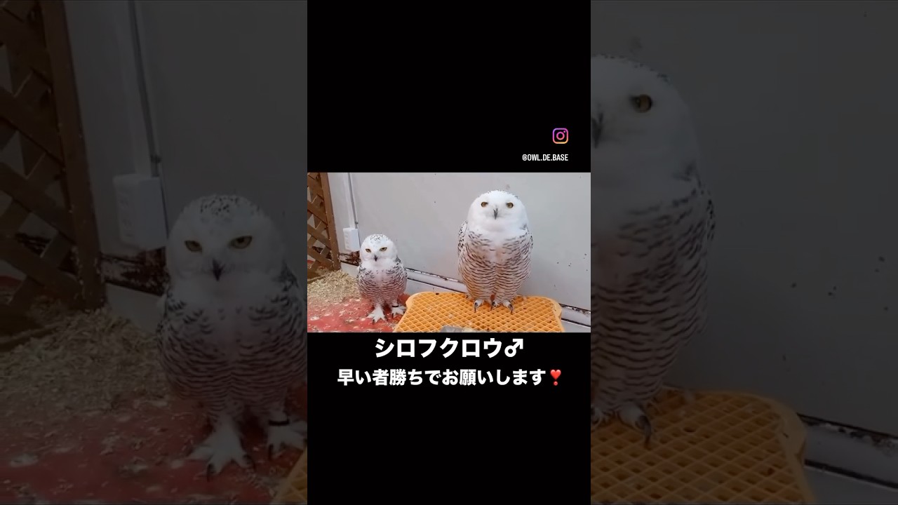 フクロウ販売】シロフクロウ予約受付開始_2025年9月9日 – 広島初の