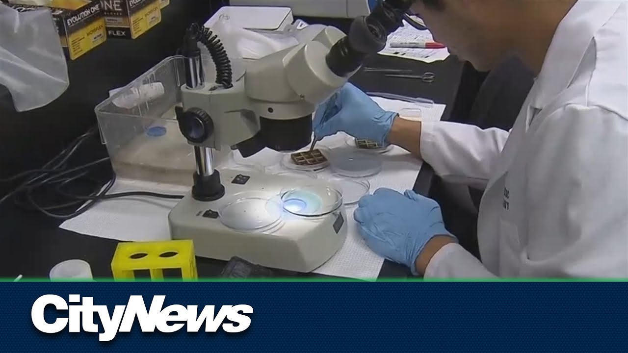 UCalgary to diagnostic testing hub YouTube