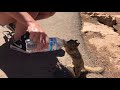 Thirsty Squirrel Grabs Some Water at the Grand Canyon