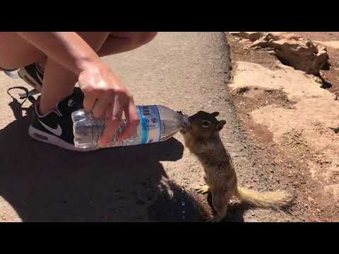 Thirsty Squirrel Grabs Some Water at the Grand Canyon