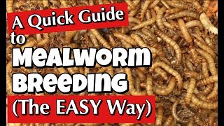 Mealworms: A Quick Guide to Breeding the Easy Way