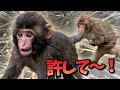 【パンチくん🐵】お姉ちゃんは教育ママ！？厳しい追いかけっこで野生の洗礼を受けた赤ちゃん猿！