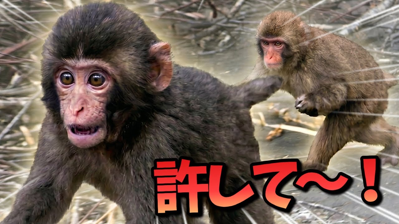 【パンチくん🐵】お姉ちゃんは教育ママ！？厳しい追いかけっこで野生の洗礼を受けた赤ちゃん猿！