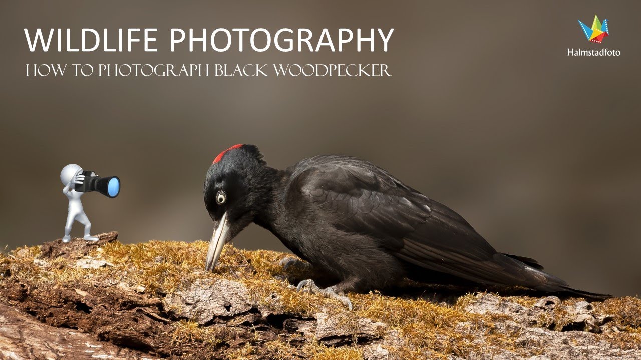 WILDLIFE PHOTOGRAPHY II How to photograph the black woodpecker  and preparation for better photo.