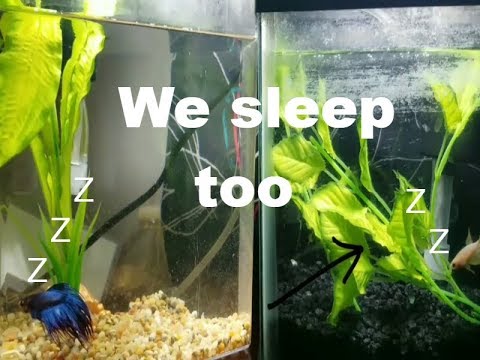 Video: Betta Fish Sleep?