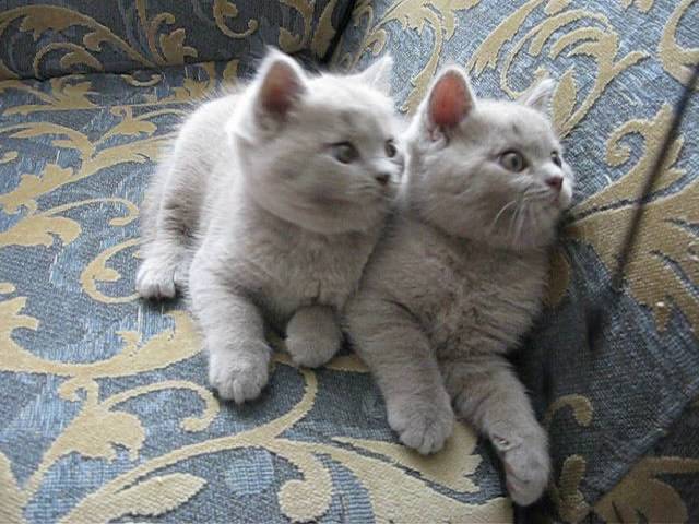 Котята британцы лиловые .