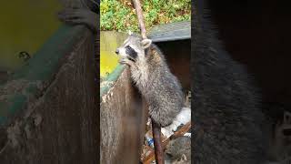 Saving Baby Raccoons Part 2... The Recue!!!