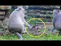 First time Mama Lucy do bad give one slap to baby Timo| Tima angry call baby call baby out.