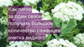 видео: Как легко и быстро размножить очиток видный. На примере сорта Stardast #очиток #размножение картинка: Как легко и быстро размножить очиток видный. На примере сорта Stardast #очиток #размножение