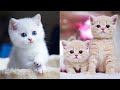 Baby Cats - Cute and Funny Cat Videos Compilation #58 | Aww Animals
