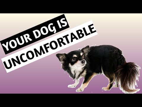 Video: Kroppsspråk av stress och rädsla hos hundar