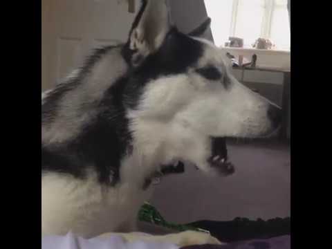 destructive husky