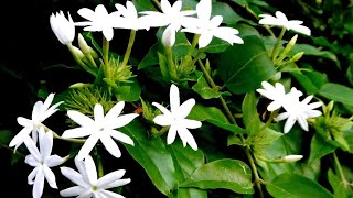 How to grow jasmine flowers in terrace that gives you mindfulness therapy 