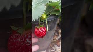 #strawberry #healthyfruit #plucking #farmlife #ruralliving