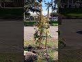 A old photo of a newly planted red buckeye tree (Aesculus pavia) #buckeye #buckeyes #buckeyetree