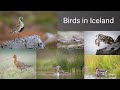 Birds in iceland spring 2020