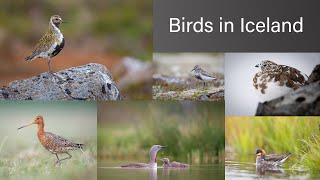 Birds in Iceland. Spring 2020.