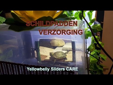 Video: Hoe Maak Je Een Schildpad Aquarium?