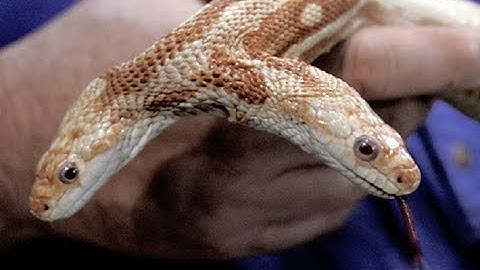 Genetic Mutations - Hidden Secret (Nat Geo)