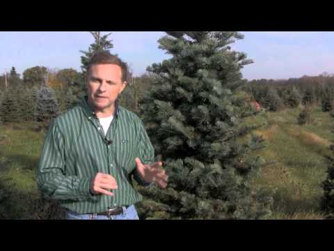 ვიდეო: Concolor ნაძვის ხის ინფორმაცია - შეიტყვეთ Concolor თეთრი ნაძვის ხეების შესახებ