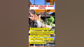 suara pikat burung prenjak #prenjak #prenjakatas #prenjaktamu #prenjak #ciblek #cibleksemi #birds