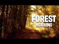 Morning Forest Ambience – Peaceful Nature Sounds for Relax 3 Hours